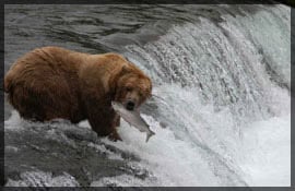 Grizzlies Grizzlies